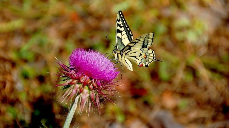 From Makarska: Biokovo Nature Park Guided Tour with Skywalk - FAQ