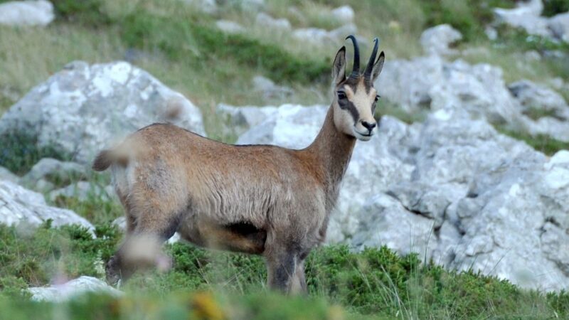 From Makarska: Biokovo Nature Park Guided Tour with Skywalk - Key Points