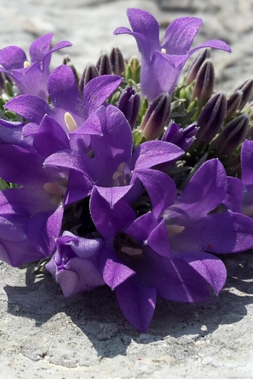 From Makarska: Biokovo Nature Park Guided Tour with Skywalk - Exploring the Tour: What You Can Expect
