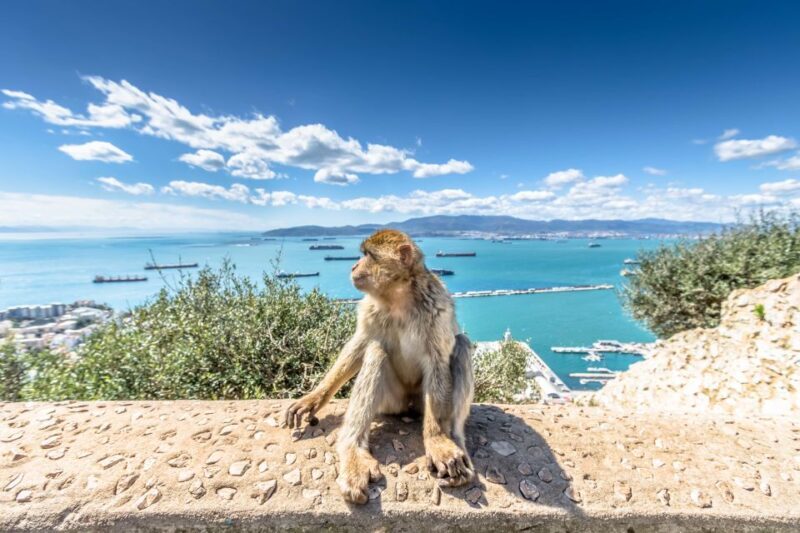 From Malaga and Costa del Sol: Gibraltar Sightseeing Tour - Key Points