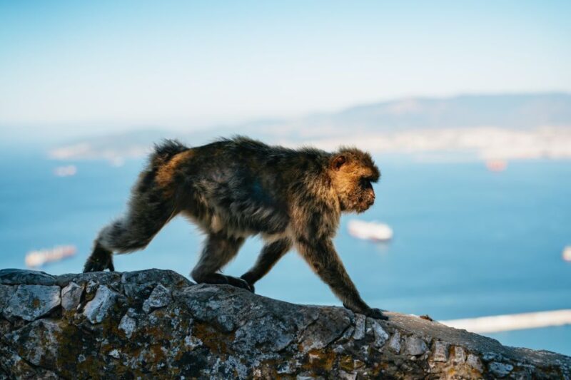 From Malaga and Costa del Sol: Gibraltar Tour - Final Thoughts: Who Will Love This Tour?