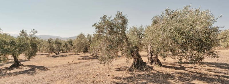 From Malaga: Antequera Heritage and Oil Mill land - Why This Tour Is Worth Considering