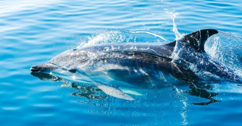 From Malaga: Day trip to Gibraltar and Dolphin Boat Tour - Key Points