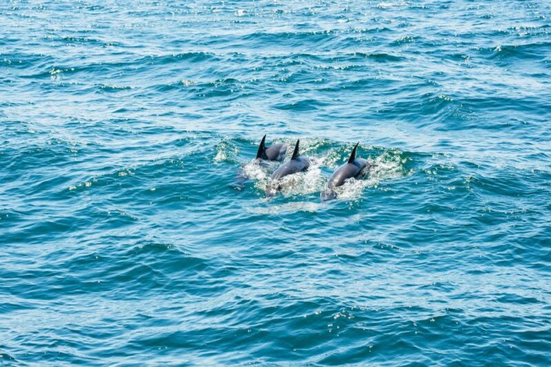 From Malaga: Day trip to Gibraltar and Dolphin Boat Tour - Possible Drawbacks and Considerations