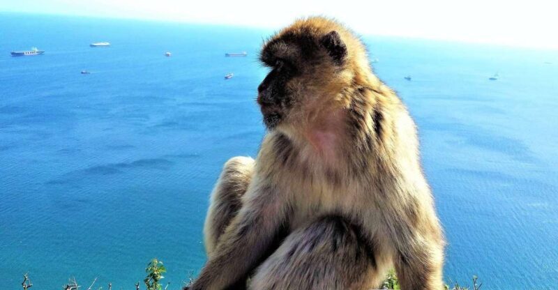 From Málaga or Marbella: Private Gibraltar Tour - Who Will Love This Tour?