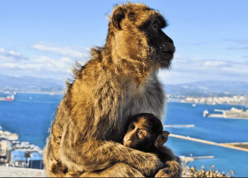 From Malaga: Private Gibraltar Highlights Day Trip - Final Words