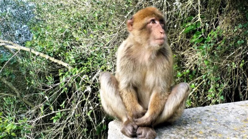 From Málaga: private trip in Gibraltar and Marbella - What Makes This Tour Stand Out?