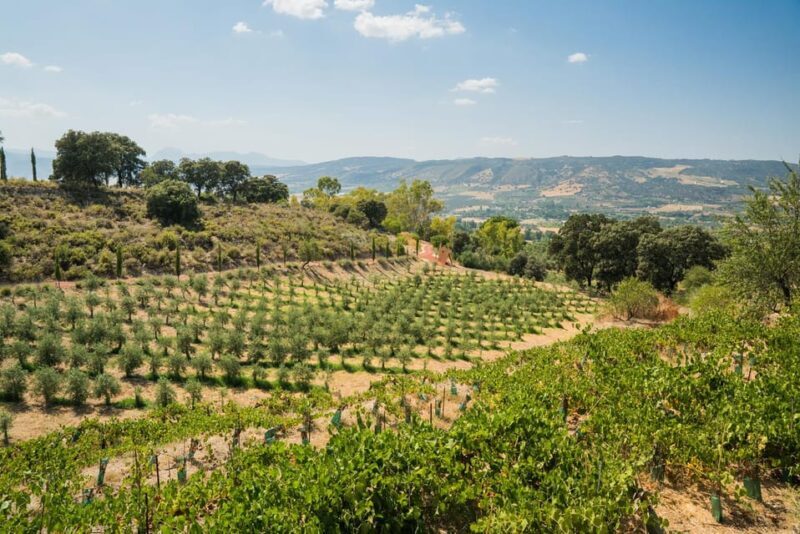 From Málaga: Ronda, Wine & Olive Oil Tasting Small Group - Frequently Asked Questions