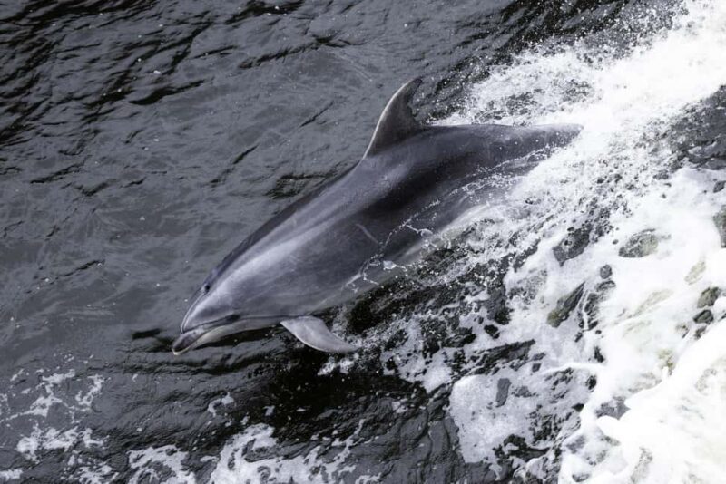 From Manapouri: Doubtful Sound Wilderness Day Trip - Key Points