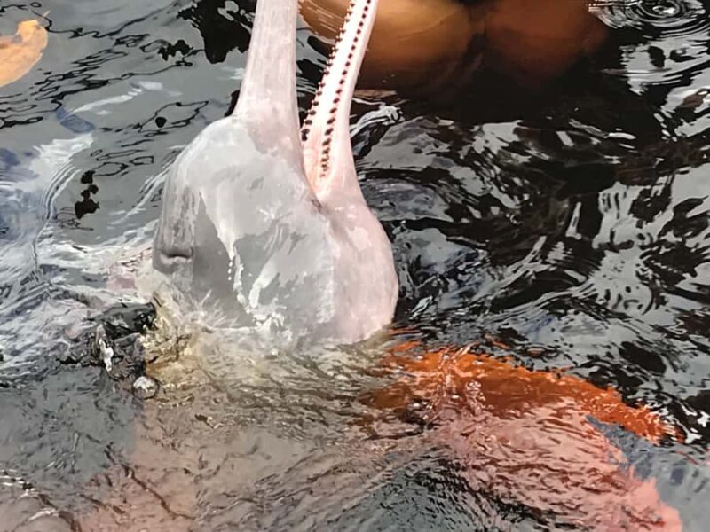 From Manaus: One-Day Amazon Jungle Experience - FAQ