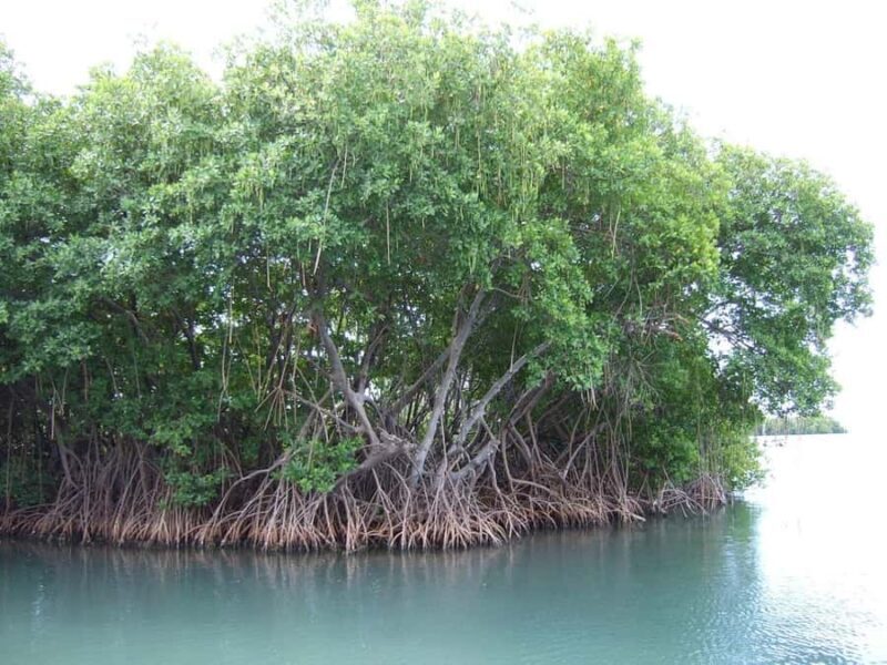 From Mancora: National Sanctuary of the Mangroves - Tumbes - Why You Should Consider This Tour