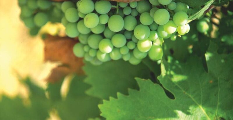 From Marbella: Axarquia Wine Tour with Wine Pairing Lunch - Key Points