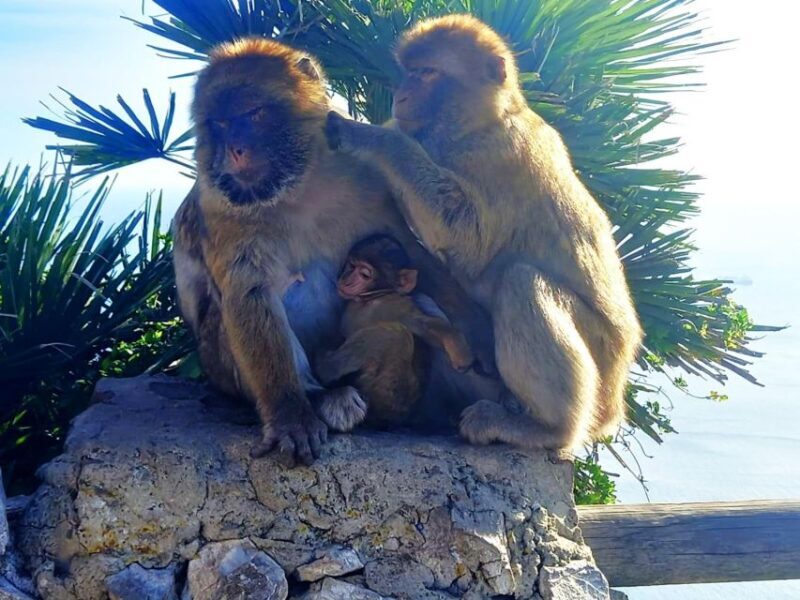 From Marbella: Guided Private Trip to Gibraltar and Estepona - Final Thoughts: Who Is It Best For?