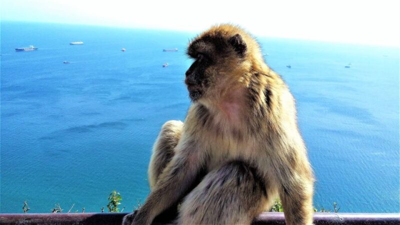 From Marbella: Guided Private Trip to Gibraltar and Estepona - FAQ