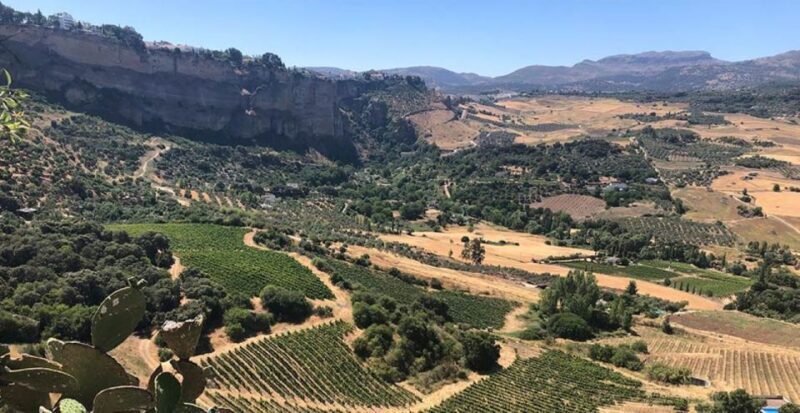 From Marbella: Ronda Tour Wineries Tour with Lunch - Exploring the Heart of Andalucia: Ronda and Its Wineries