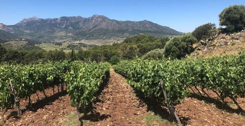 From Marbella: Ronda Tour Wineries Tour with Lunch - The Practical Side: What to Know Before You Go