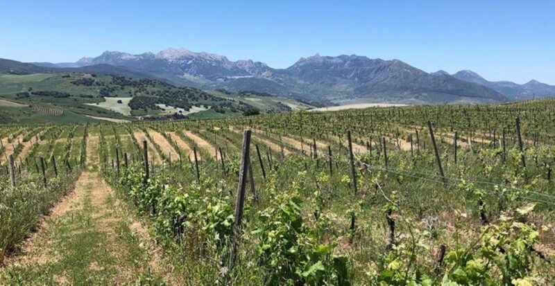 From Marbella: Ronda Tour Wineries Tour with Lunch - The Sum Up