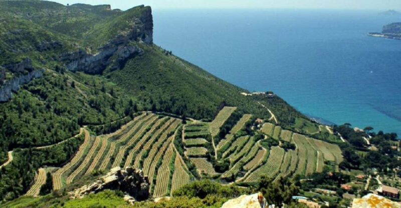 From Marseille: Bandol/Cassis Wine Tour with Viewpoint - A Deep Dive into the Experience
