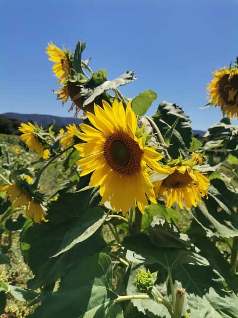 From Marseille: Customizable Private Day Tour of Provence - The Experience Through the Lens of Reviews