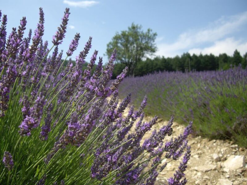 From Marseille: Valensole Lavenders Tour from Cruise Port - Second Visit to Lavender Fields and Return Journey