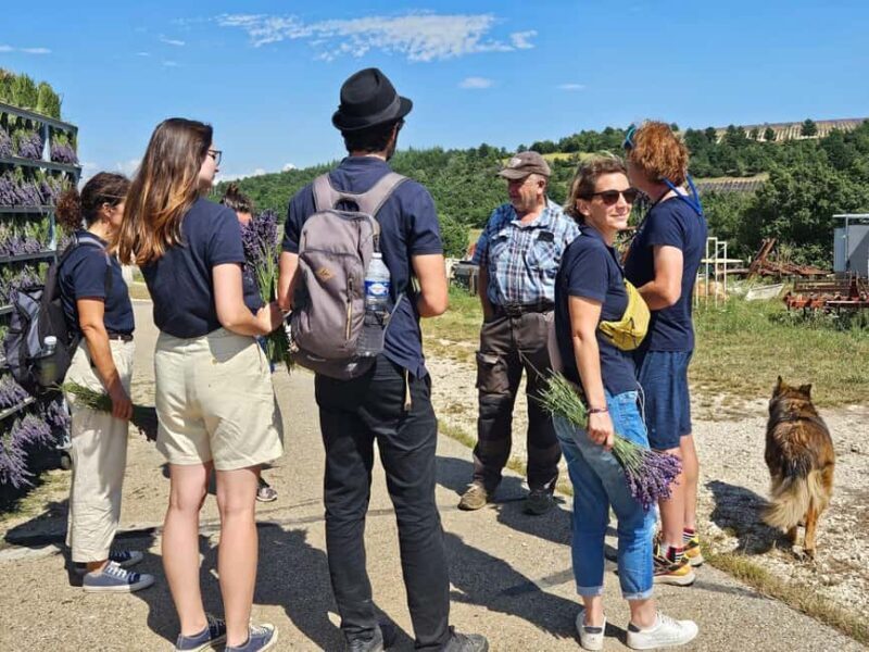 From Marseille: Valensole Lavenders Tour from Cruise Port - What Makes This Tour Stand Out?