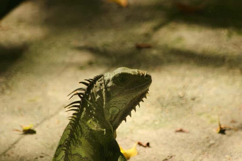 From Medellin; (All-In) The Real Horseback Ranch Experience - Overall Value and Who Will Love This