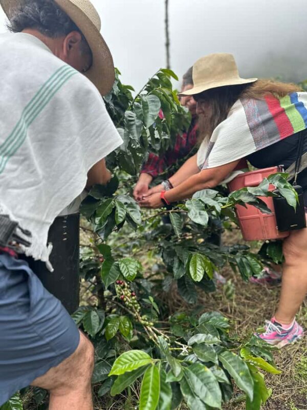 From Medellín: Coffee Farm Hiking & Exotic Fruit Marketplace - Why this tour is worth considering
