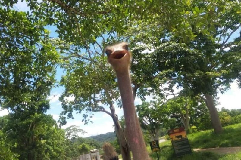 From Medellín: Pablo Escobars Hacienda Nápoles Private Tour - From Medellín: Pablo Escobar’s Hacienda Nápoles Private Tour