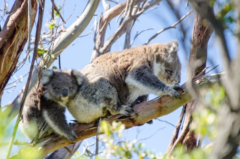 From Melbourne: 2-Day Great Ocean Road & Grampians Escape - From Melbourne: 2-Day Great Ocean Road & Grampians Escape — A Deep Dive