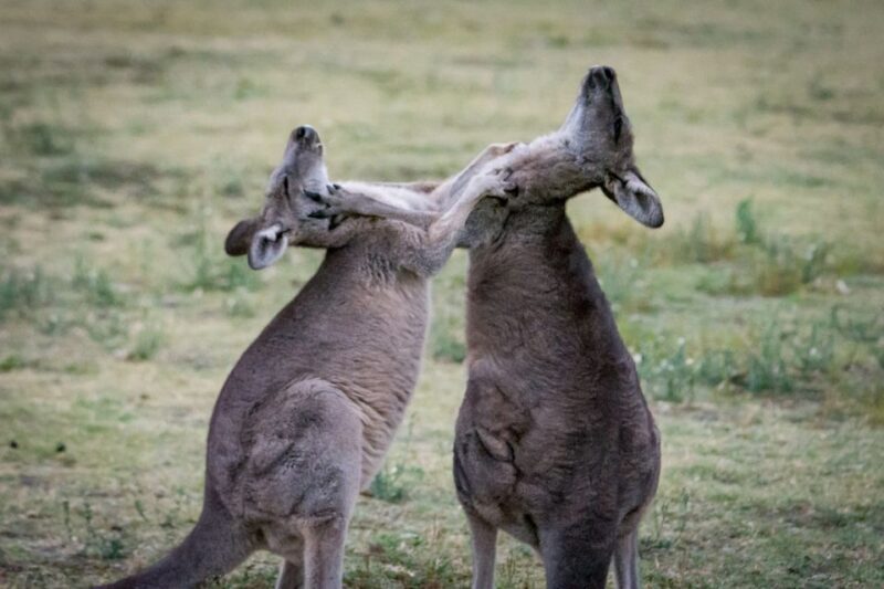 From Melbourne: 2-Day Great Ocean Road & Grampians Escape - Who Should Consider This Tour?