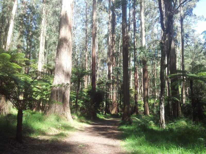 From Melbourne: Dandenong Ranges Private Day Tour - From Melbourne: Dandenong Ranges Private Day Tour