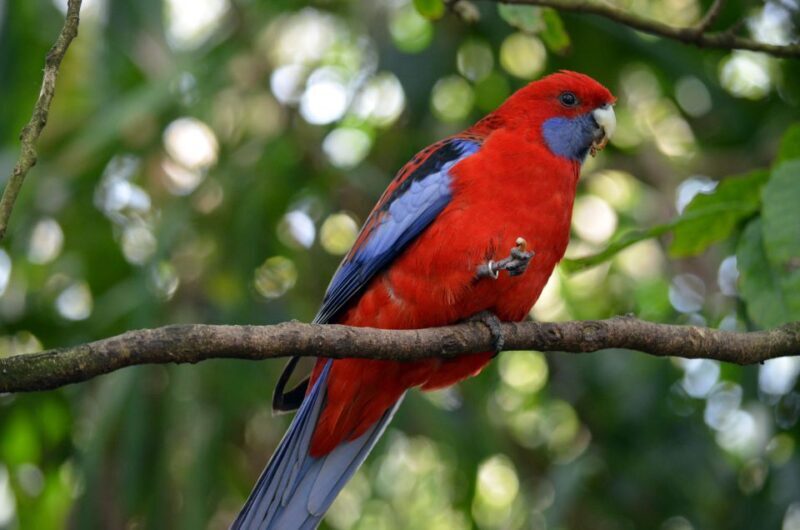 From Melbourne: Dandenong Ranges Private Day Tour - Who Should Consider This Tour?