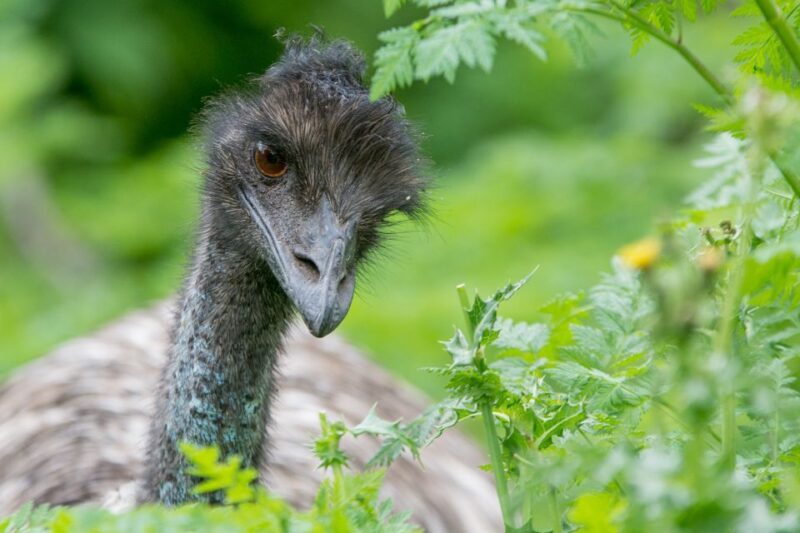 From Melbourne: Grampians National Park Bushwalking Tour - Authenticity and Unique Experiences