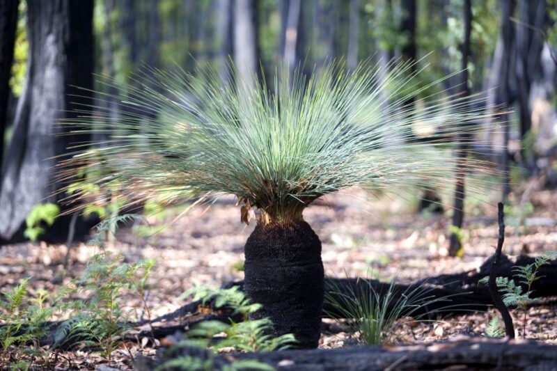 From Melbourne: Grampians National Park & Kangaroos - Who Should Consider This Tour?