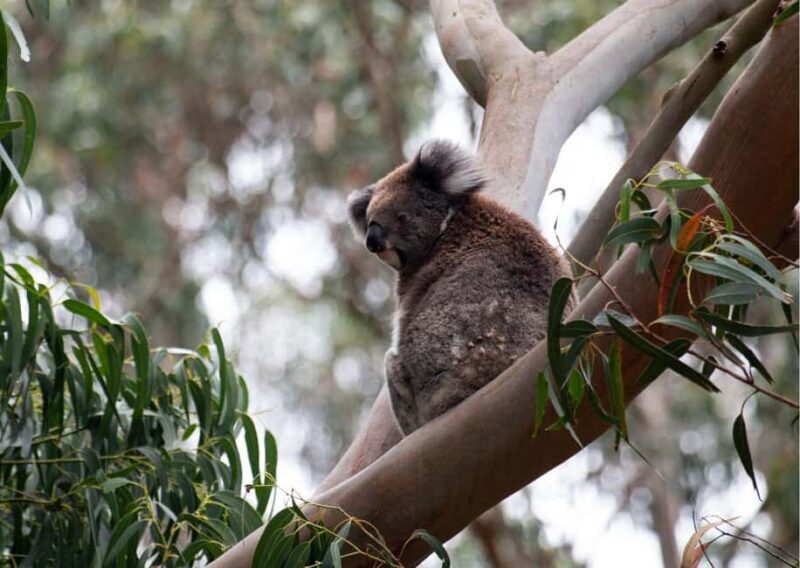 From Melbourne: Great Ocean Road & 12 Apostles Full-Day Tour - Key Points