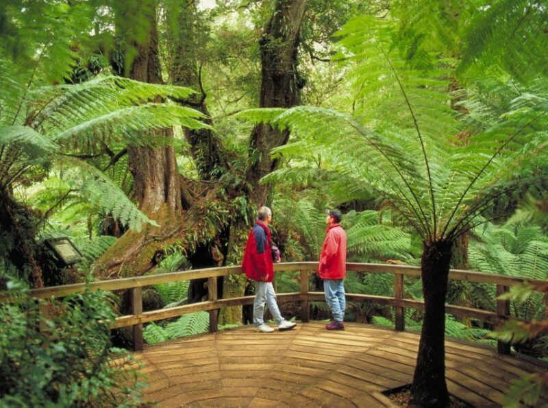From Melbourne: Great Ocean Road Full-Day Guided Trip - Transportation, Comfort, and Practicalities