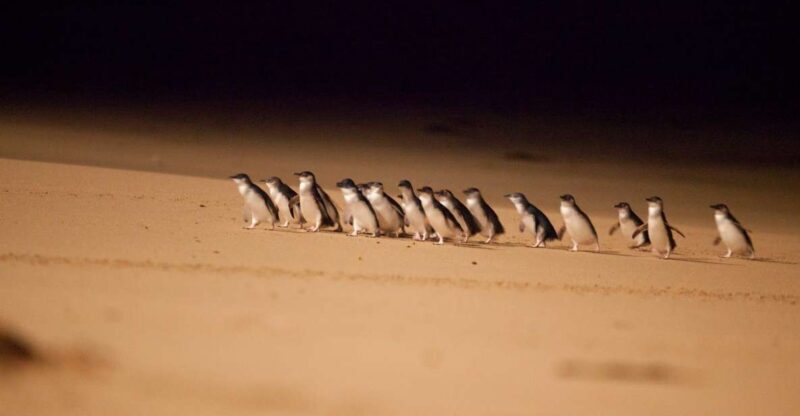 From Melbourne: Penguin Parade Afternoon Tour - From Melbourne: Penguin Parade Afternoon Tour