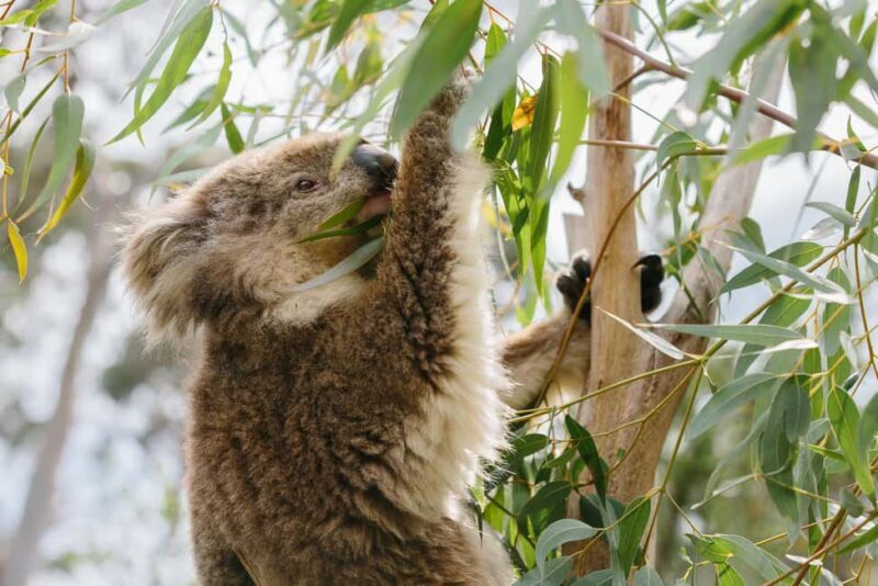 From Melbourne: Penguin Parade and Koalas Tour - The Value: Price Versus Experience