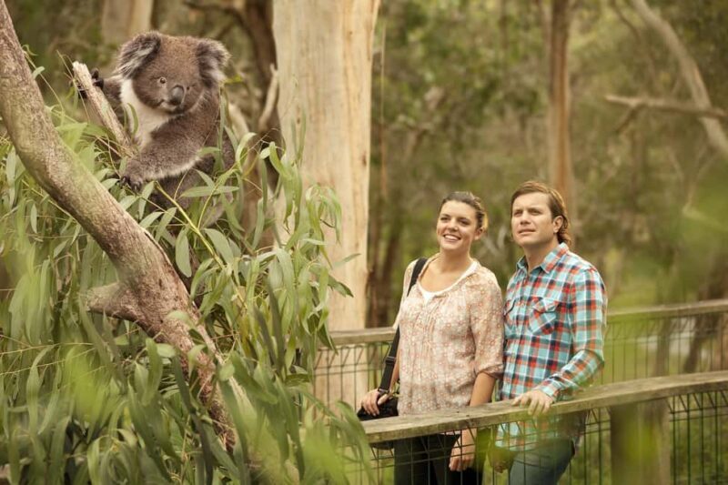 From Melbourne: Penguin Parade and Koalas Tour - Authentic Encounters and Tips