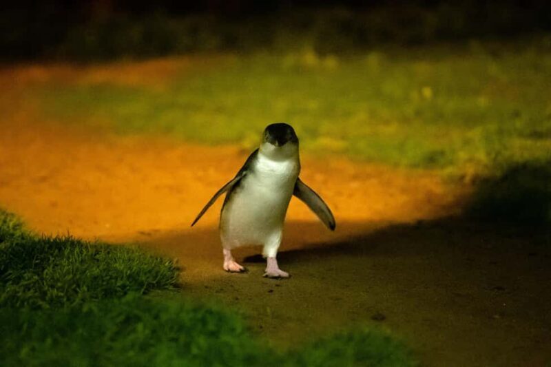 From Melbourne: Penguin Parade and Koalas Tour - FAQ