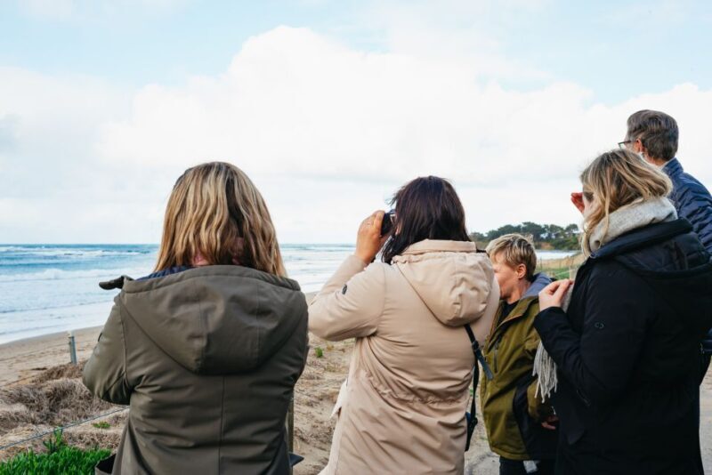 From Melbourne: Penguin Parade, Koalas & Kangaroos - Why This Tour Delivers Real Value