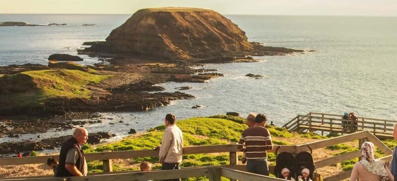 From Melbourne: Penguin Parade, Koalas & Kangaroos - The Bottom Line