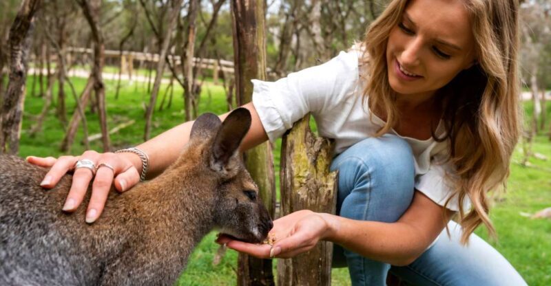 From Melbourne: Penguins and Wildlife Nature Day Tour - Coastal Views at The Nobbies
