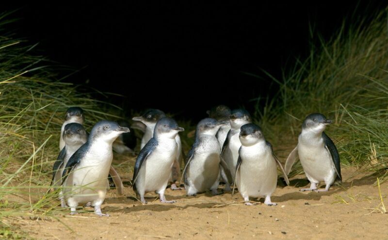 From Melbourne: Penguins and Wildlife Nature Day Tour - Phillip Island and the Penguin Parade