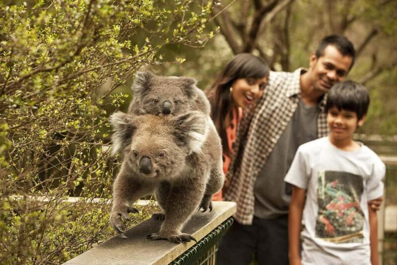 From Melbourne: Phillip Is Penguin Parade & Koala Reserve - Practicalities and Value