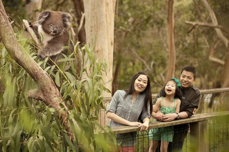 From Melbourne: Phillip Is Penguin Parade & Koala Reserve - The Sum Up: Is It Worth It?