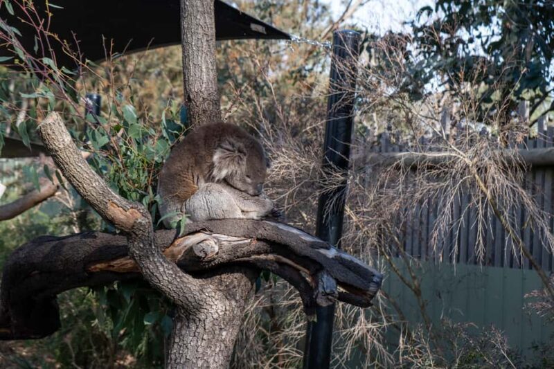 From Melbourne: Phillip Island and Penguin Parade Day Tour - An In-Depth Look at the Phillip Island Tour