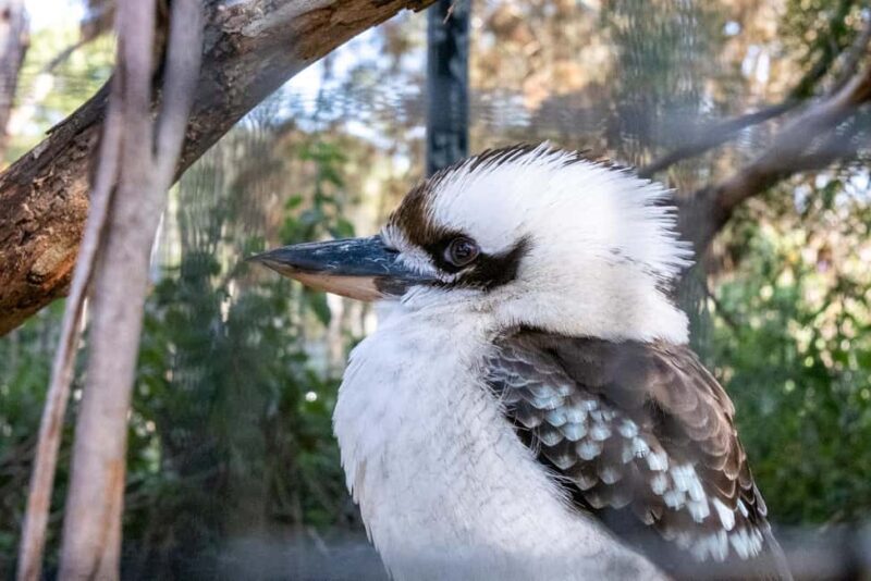 From Melbourne: Phillip Island and Penguin Parade Day Tour - Final Thoughts