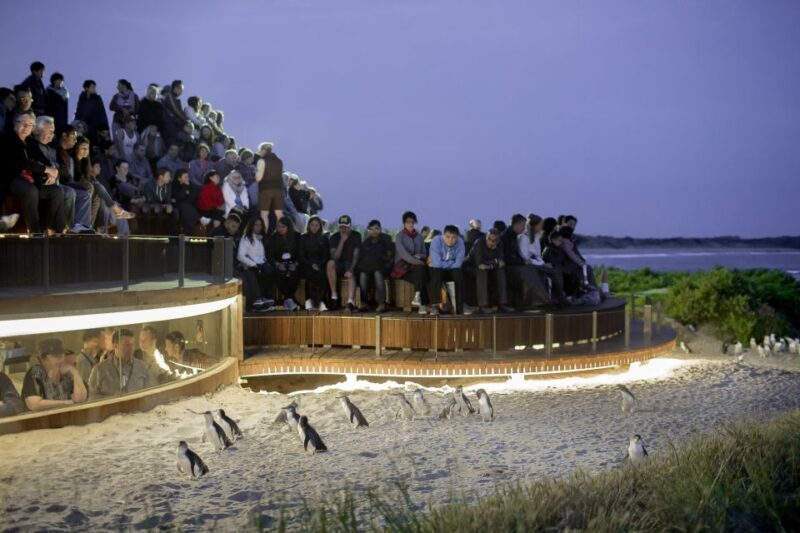From Melbourne: Phillip Island Penguin Parade Eco Tour - Key Points
