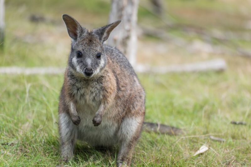 From Melbourne: Phillip Island Penguin Parade Eco Tour - The Sum Up